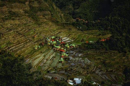 有关土地, 天性, 水稻梯田的免费素材图片