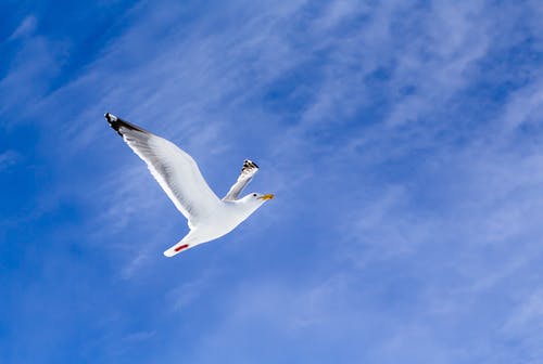 有关低角度摄影, 动物, 动物摄影的免费素材图片