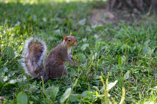 有关侧面图, 动物, 动物摄影的免费素材图片