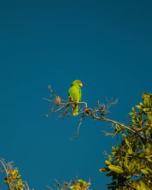 有关低角度拍摄, 垂直拍摄, 栖息的免费素材图片