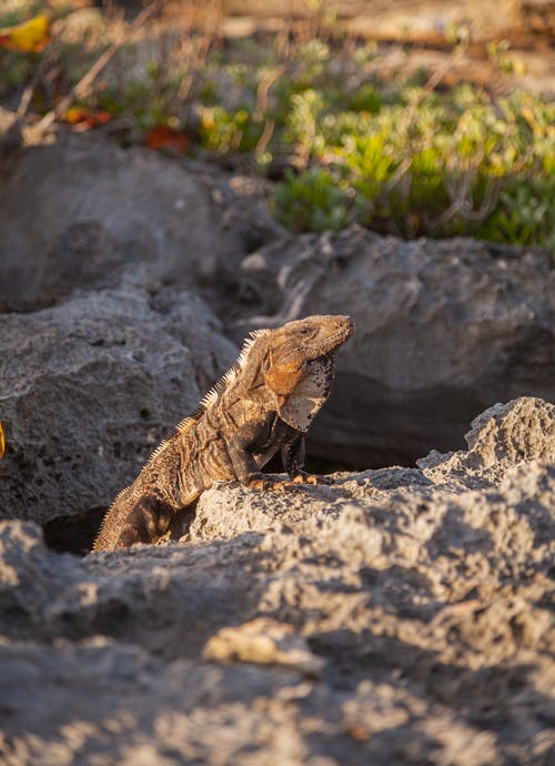 有关动物, 动物摄影, 垂直拍摄的免费素材图片