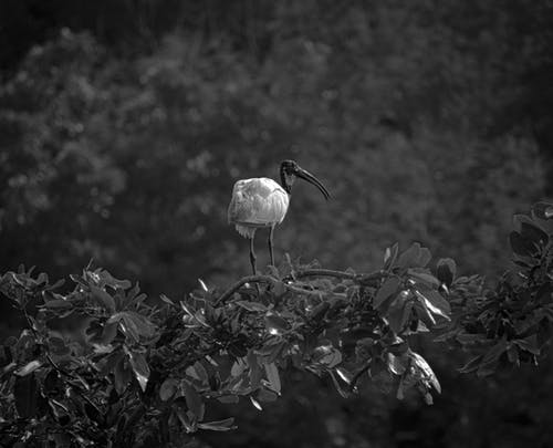 有关动物学, 动物, 单色的免费素材图片