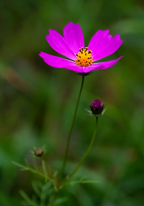 有关工厂, 植物的, 植物群的免费素材图片