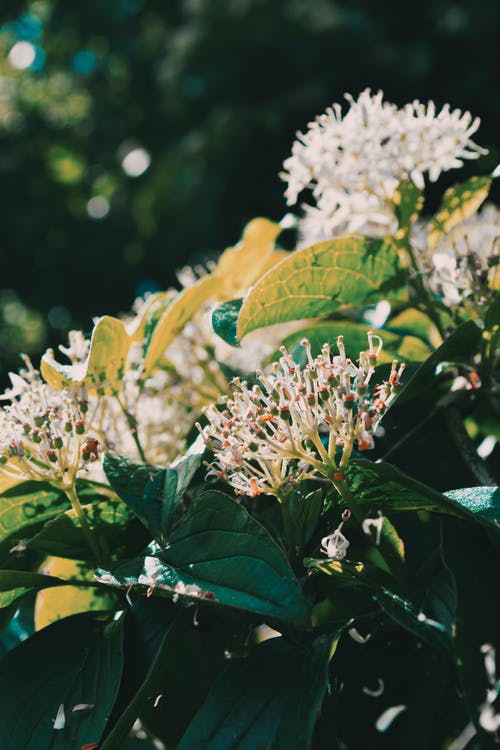 有关分公司, 增长, 户外的免费素材图片