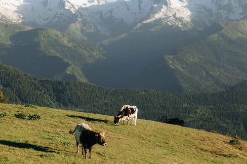 有关动物摄影, 奶牛, 山的免费素材图片