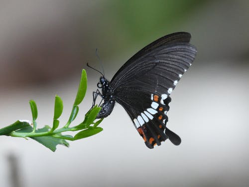 有关增长, 天性, 昆虫的免费素材图片