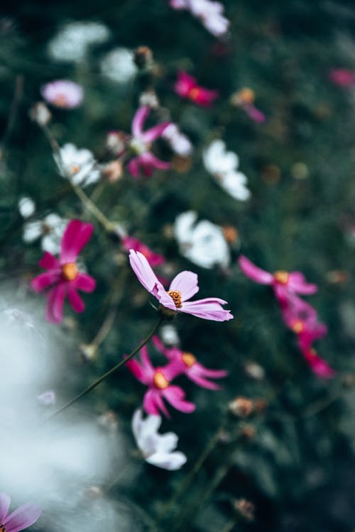 有关垂直拍摄, 宏观, 工厂的免费素材图片