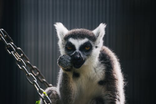 有关凝视, 动物, 哺乳动物的免费素材图片
