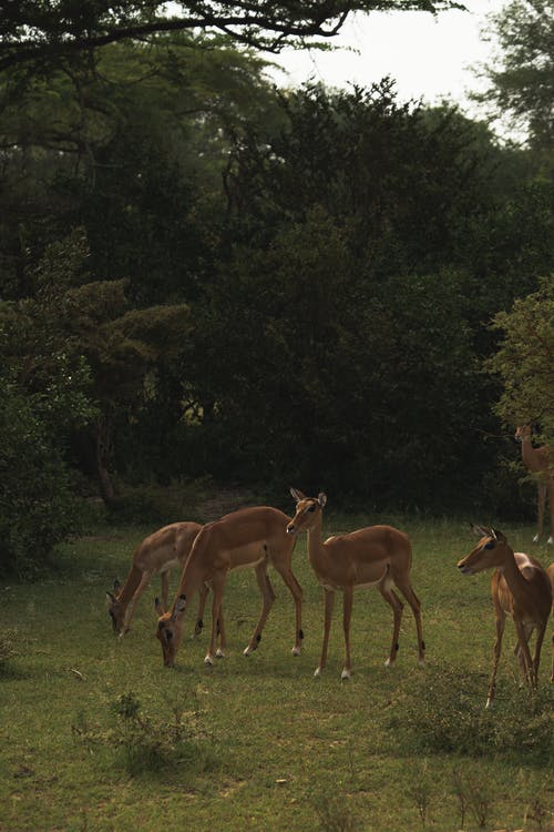 有关坦桑尼亚, 垂直拍摄, 环境的免费素材图片
