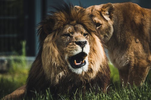 有关哺乳动物, 户外, 母狮的免费素材图片