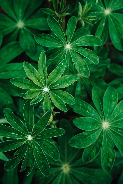 有关圖案, 垂直拍摄, 天性的免费素材图片