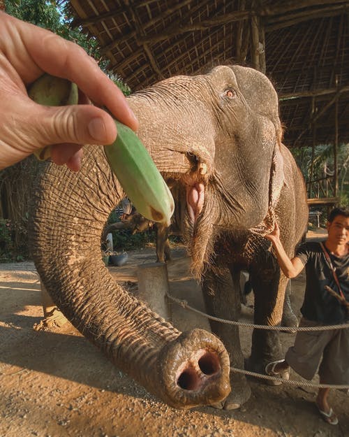 有关亚洲大象, 动物, 动物摄影的免费素材图片