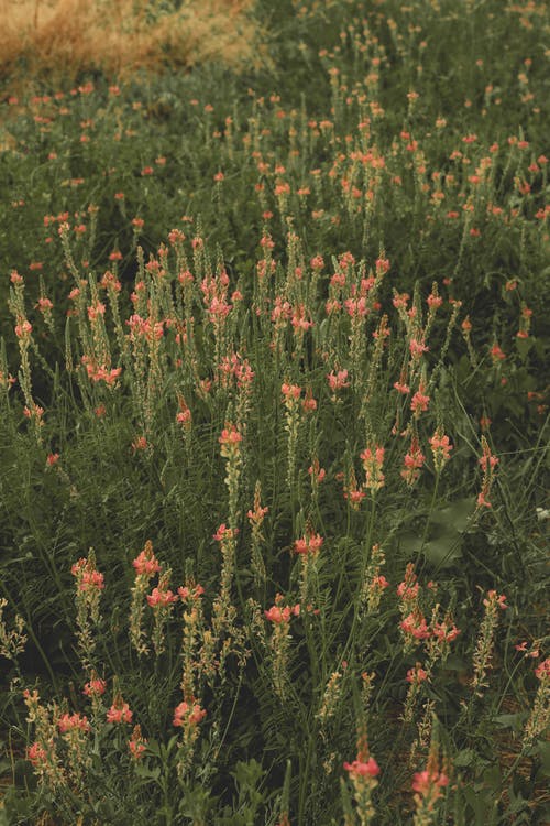 有关垂直拍摄, 工厂, 植物群的免费素材图片