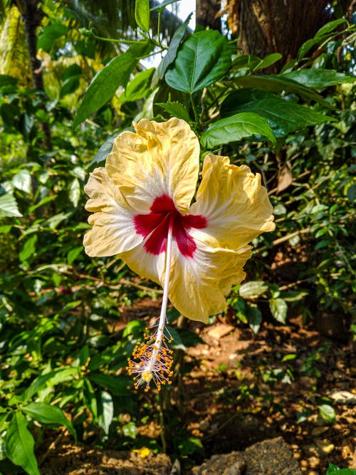 有关充满活力, 垂直拍摄, 增长的免费素材图片