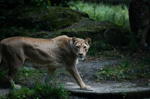 有关动物摄影, 危险, 丛林的免费素材图片