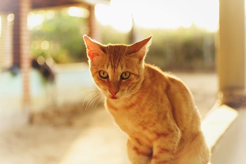 有关动物, 可爱, 可爱的的免费素材图片