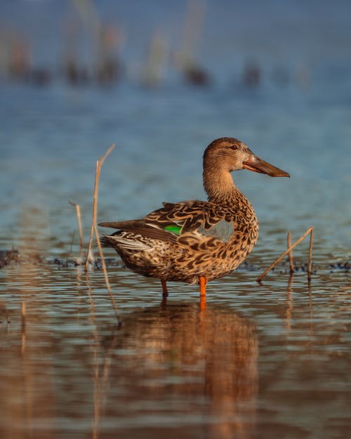 有关动物, 动物摄影, 垂直拍摄的免费素材图片