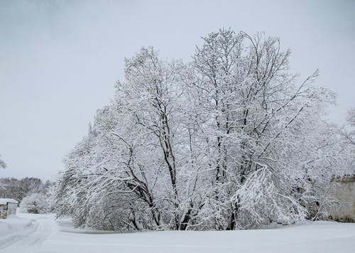 有关下雪的, 光秃秃的树木, 冬季的免费素材图片