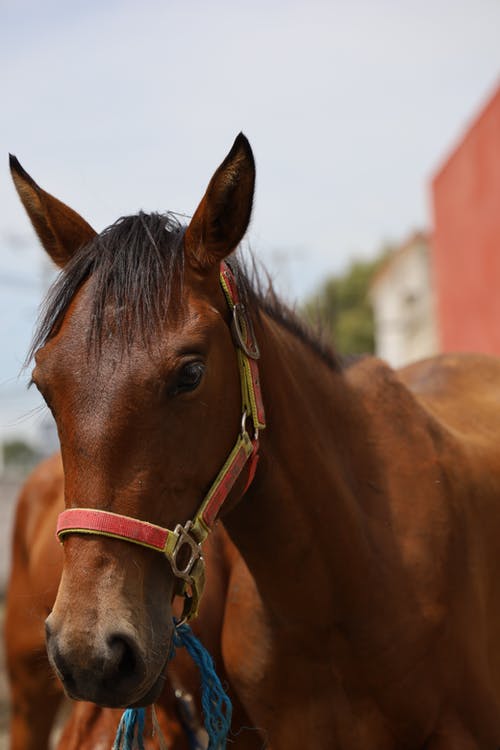 有关动物摄影, 动物肖像, 垂直拍摄的免费素材图片