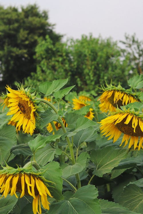有关向日葵, 垂直拍摄, 戶外的免费素材图片