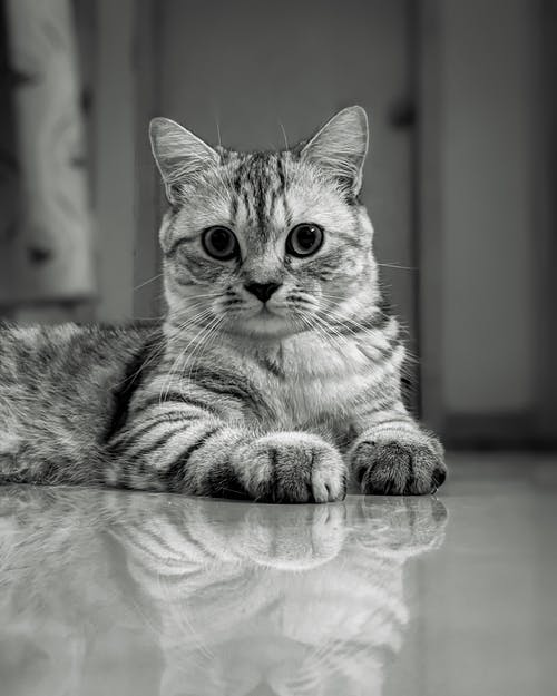 有关动物摄影, 地板, 垂直拍摄的免费素材图片