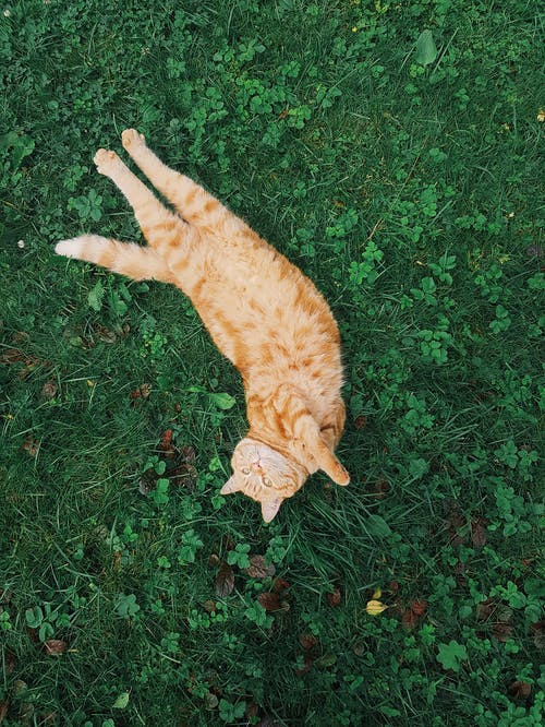 有关动物摄影, 垂直拍摄, 大花猫的免费素材图片