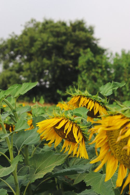 有关农事, 农艺学, 向日葵的免费素材图片