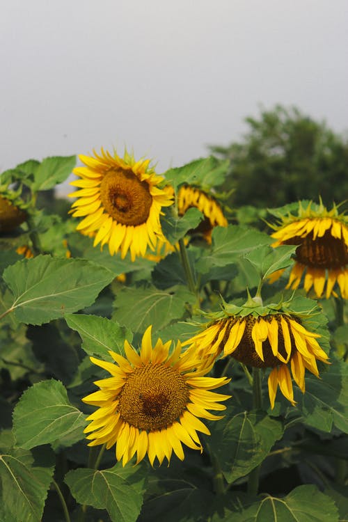 有关向日葵, 垂直拍摄, 戶外的免费素材图片