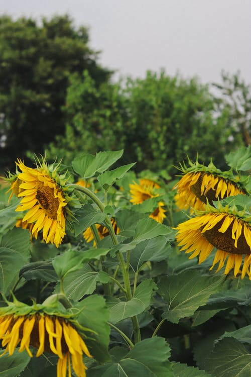 有关向日葵, 垂直拍摄, 戶外的免费素材图片