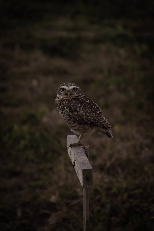 有关垂直拍摄, 木柱, 欧亚侏儒猫头鹰的免费素材图片