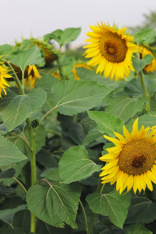 有关向日葵, 垂直拍摄, 戶外的免费素材图片