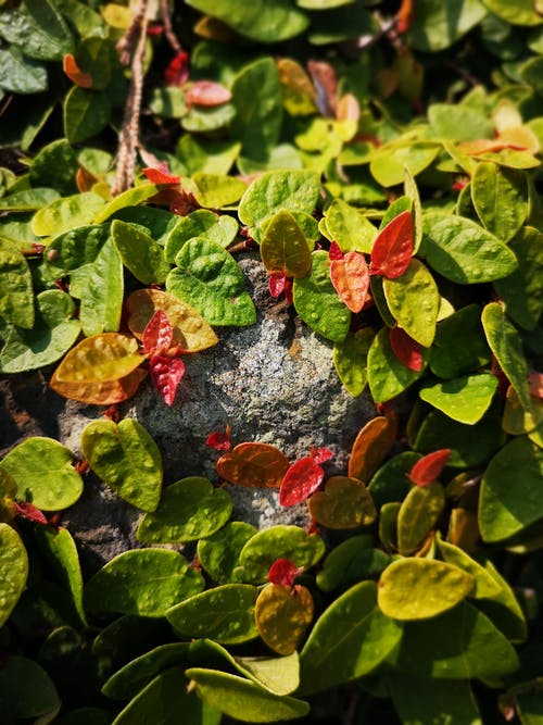 有关垂直拍摄, 天性, 植物學的免费素材图片