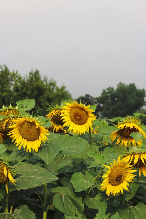 有关向日葵, 垂直拍摄, 戶外的免费素材图片