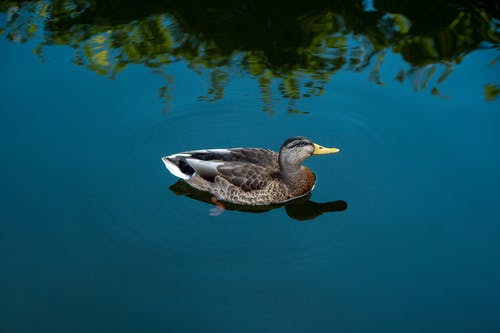 有关水禽, 水鳥, 池塘的免费素材图片