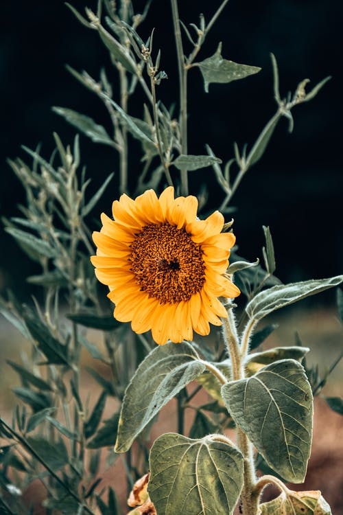 有关向日葵, 垂直拍摄, 工厂的免费素材图片