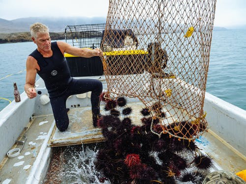 有关捉住, 海胆, 海鲜的免费素材图片