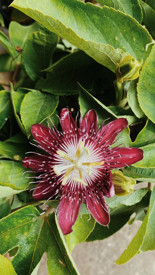 有关垂直拍摄, 增長, 天性的免费素材图片