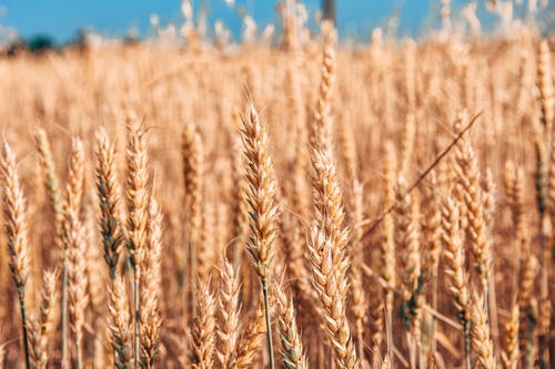 有关乾草, 增长, 大麦的免费素材图片