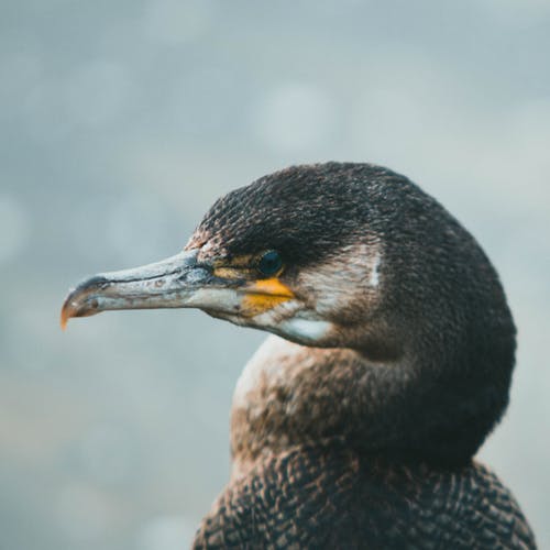 有关水鳥, 特写, 頭的免费素材图片