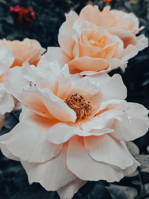 有关垂直拍摄, 增長, 多花的免费素材图片