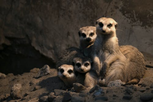 有关動物, 動物攝影, 哺乳動物的免费素材图片