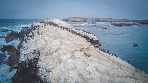 有关户外, 景观, 海狮的免费素材图片