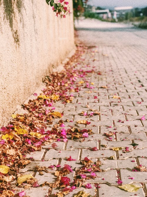 有关垂直拍摄, 枯叶, 特写的免费素材图片