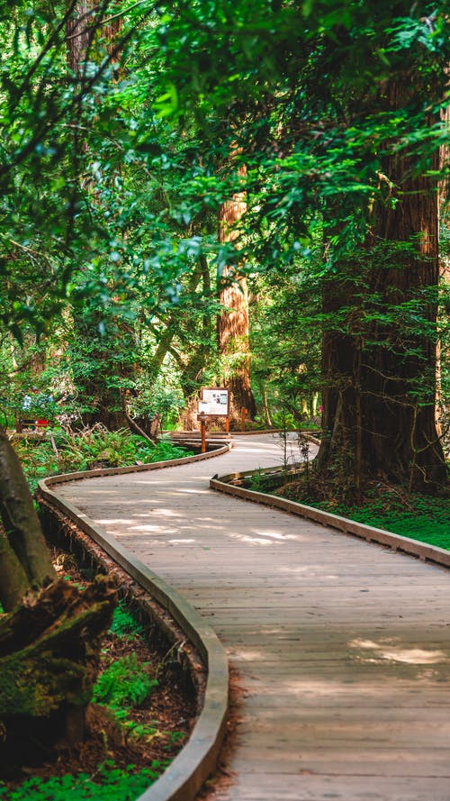 有关垂直拍摄, 天性, 户外的免费素材图片