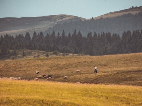 有关乾草地, 山, 山丘的免费素材图片