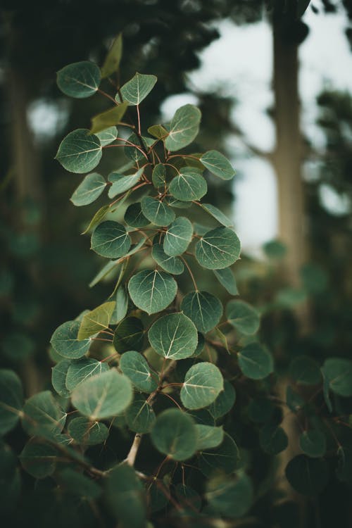 有关垂直拍摄, 增長, 天性的免费素材图片
