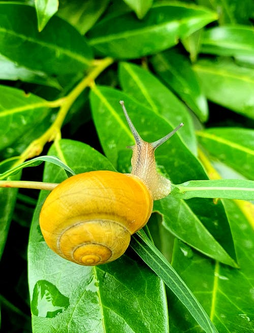有关垂直拍摄, 慢, 树叶的免费素材图片