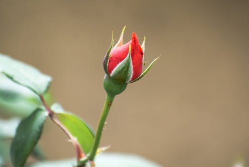 有关特写, 红玫瑰, 花的免费素材图片