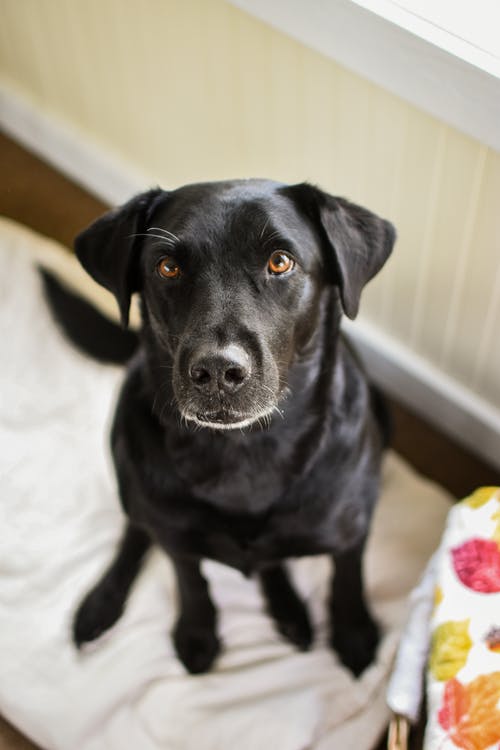 有关伴侣, 可爱, 可爱的的免费素材图片