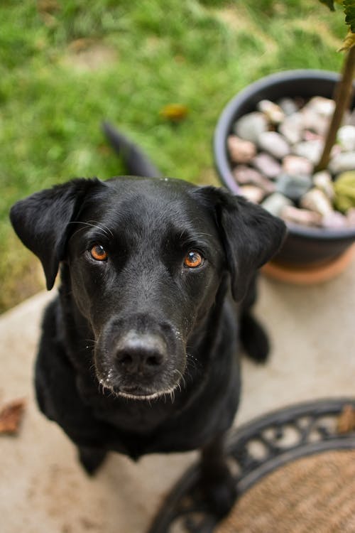 有关动物, 可爱, 哺乳动物的免费素材图片